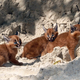 Illustration for article titled ZOMG BABY CARACALS AND BABY LEOPARD!!!
